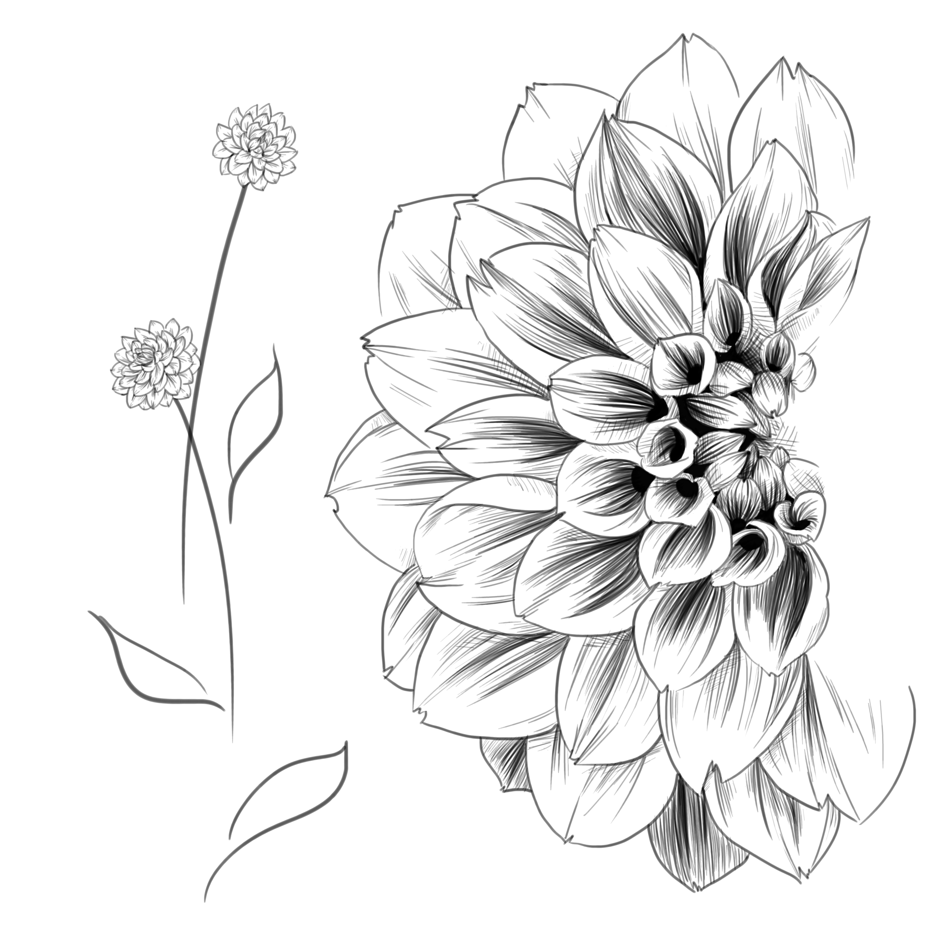 Half Dahlia