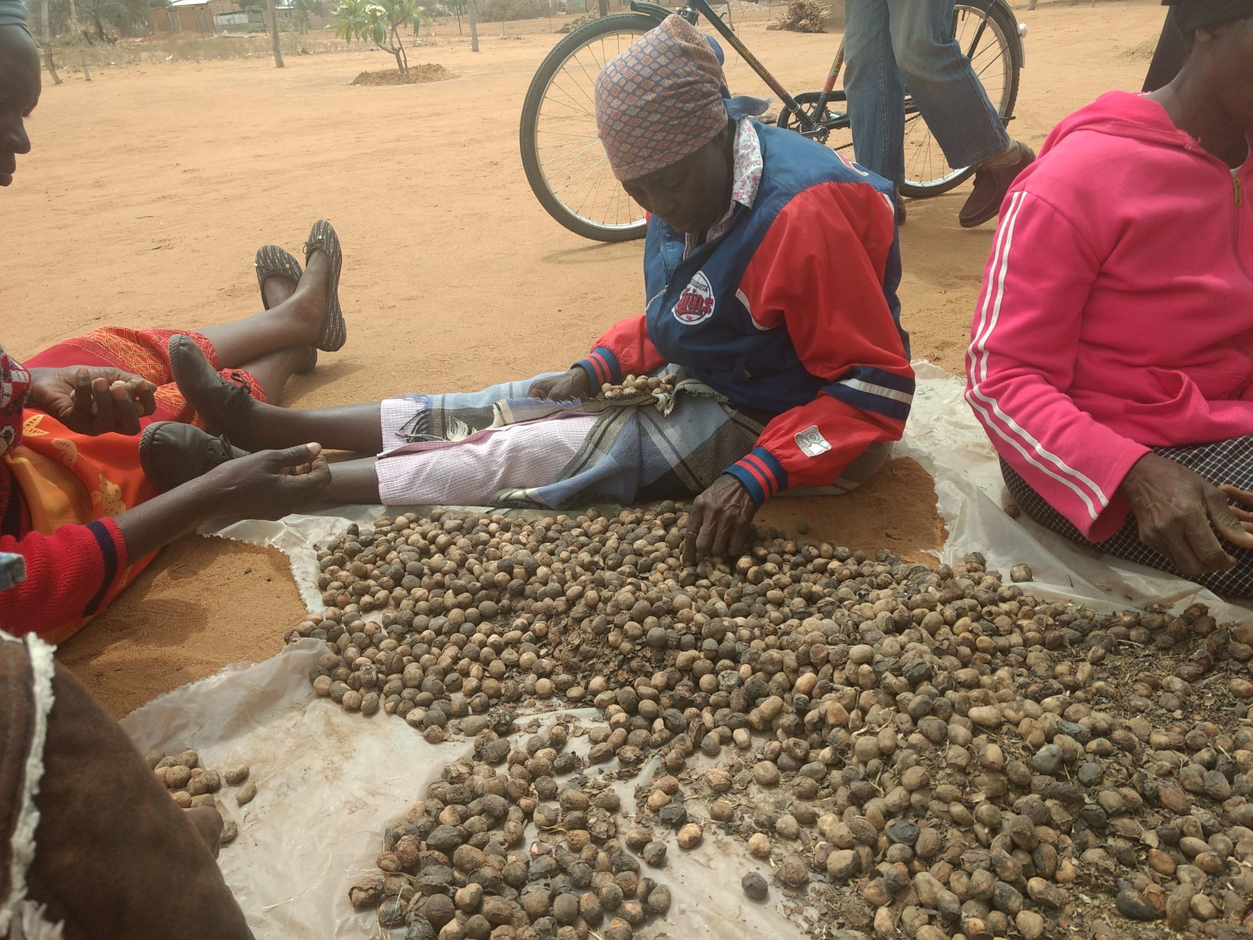 316-abies-ads-49-marula-harvest-1752884783319.jpg