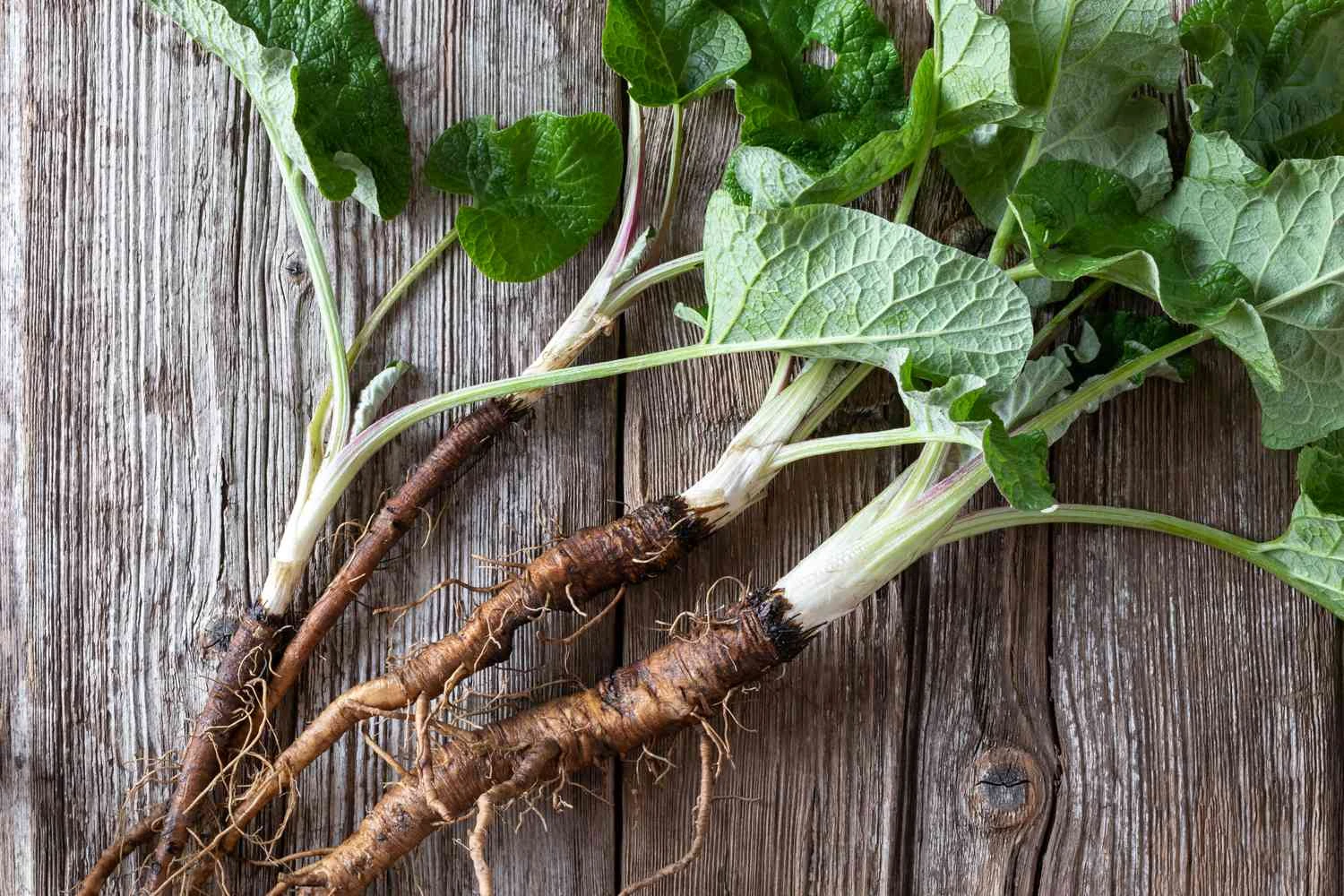 Burdock root—the natural solution for everything from digestion to a clearer complexion? - Raíz de bardana: ¿la solución natural para todo, desde la digestión hasta una tez más clara?