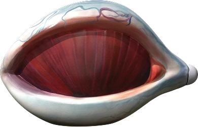 48305-the-inner-ocean-17742545738156.png