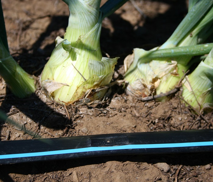 77-onions-neptune-flat-emitter-dripline.jpg