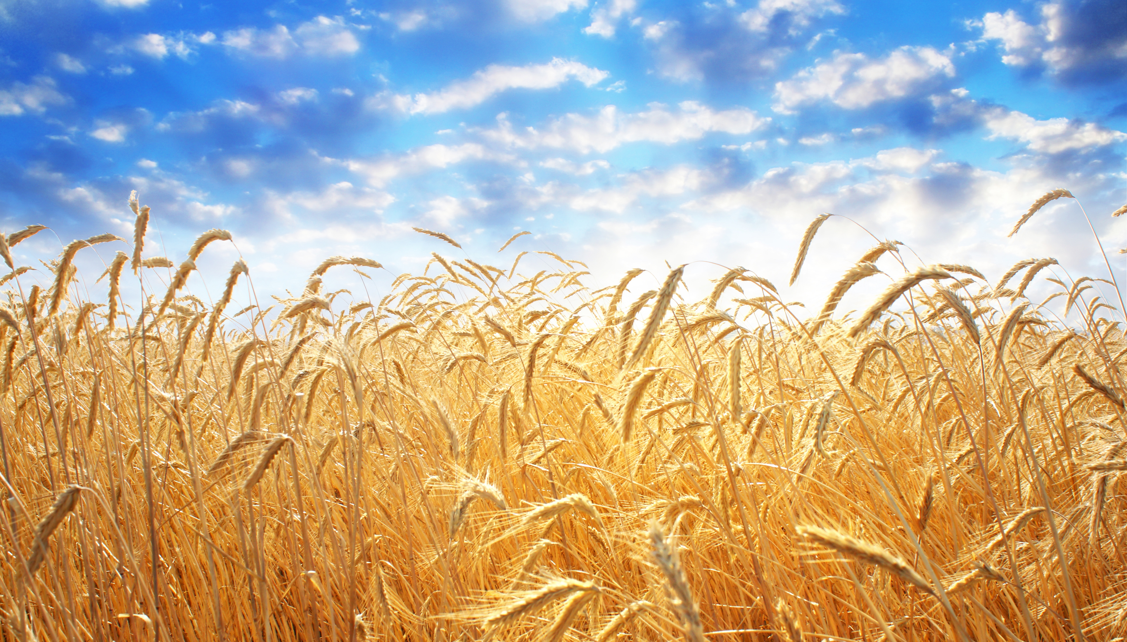 158-15223254-ear-of-wheat.jpg