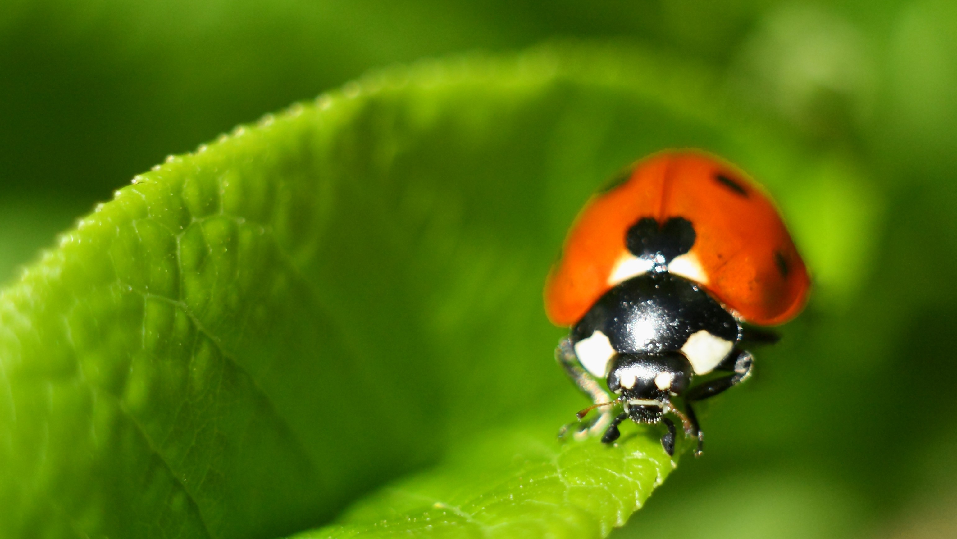 3974983081173571-17631429-ladybird-beetle-close-up-photo-on-a-green-leaf1.jpg