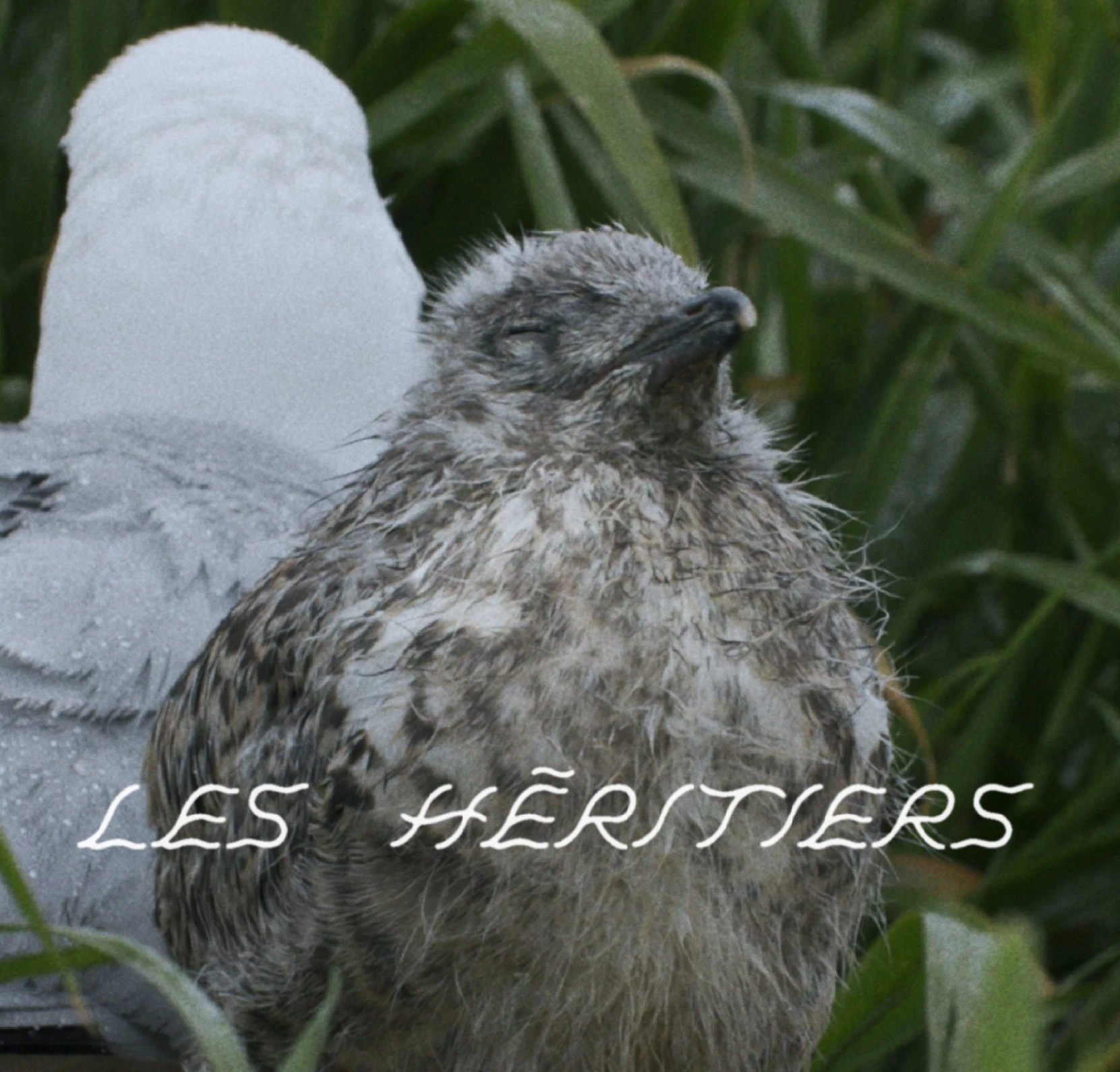 185302166115911298-lesheritiersaffiche2000x3000fr-17459653927704.jpg