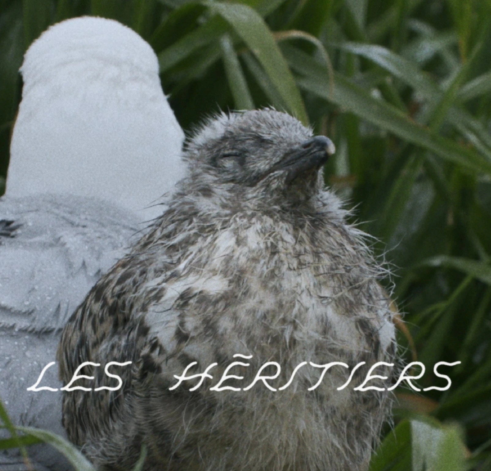 212285160415381257-lesheritiersaffiche2000x3000fr-17459653927704.jpg