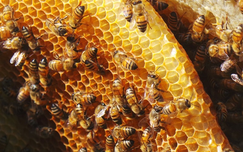 Ինչպես սասունցիները վիշապի մարմնից մեղր ստացան 