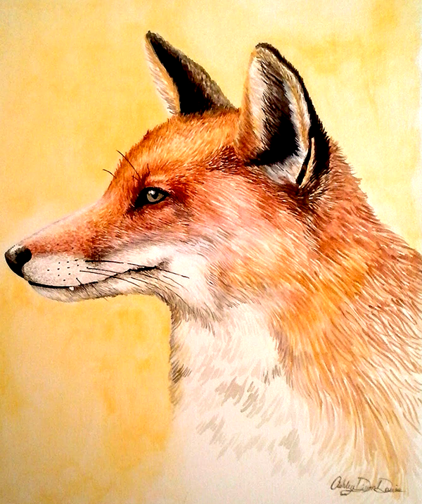 117-fox-profile.png
