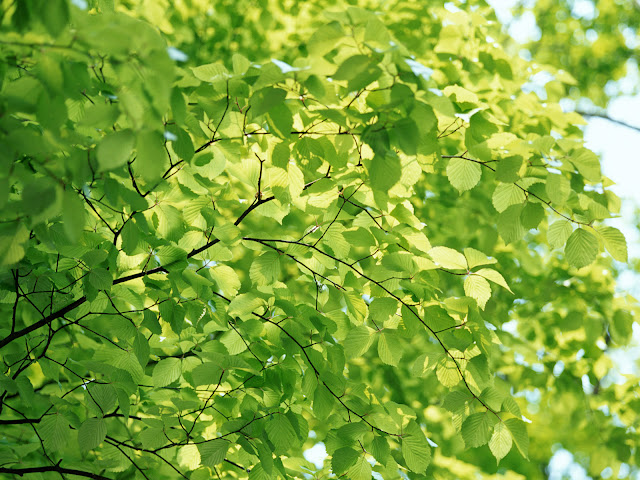 r3-tree-limb-background-17863050668528.jpg