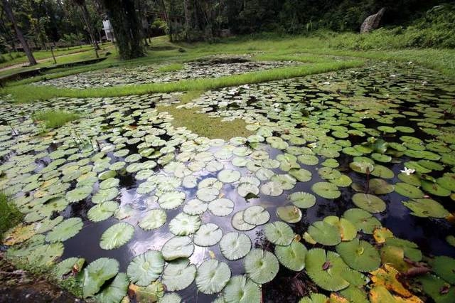 3329-jardin-botanico-lancetilla-17481164656231.jpg