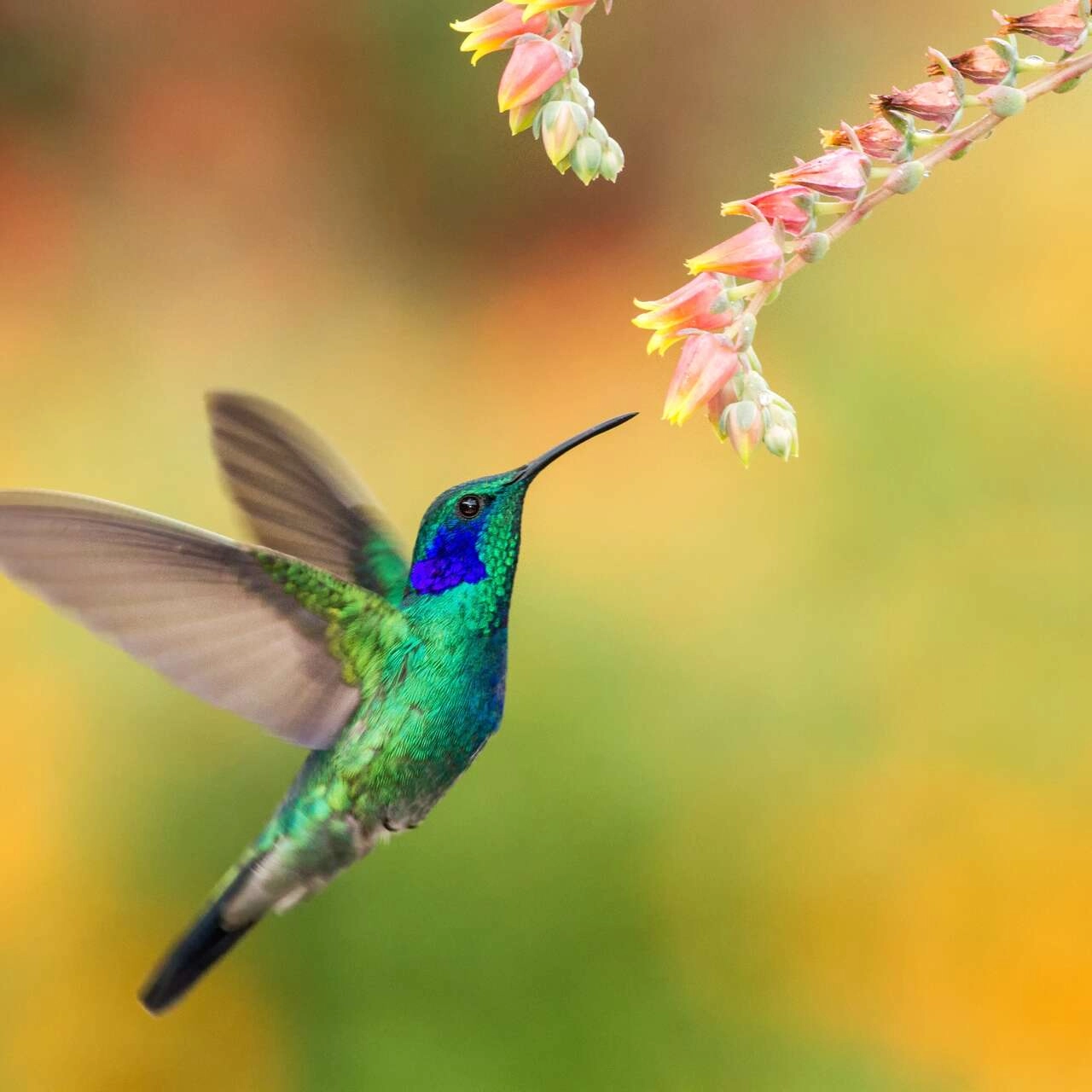3607-6ecf92f882501993842-colibri-17506372877776.jpg