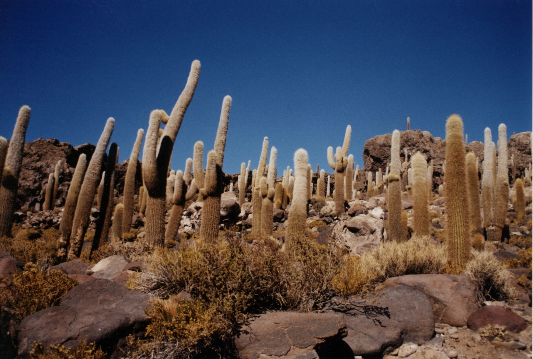 4169-fishislandsalaruyuni-17544427721327.jpg