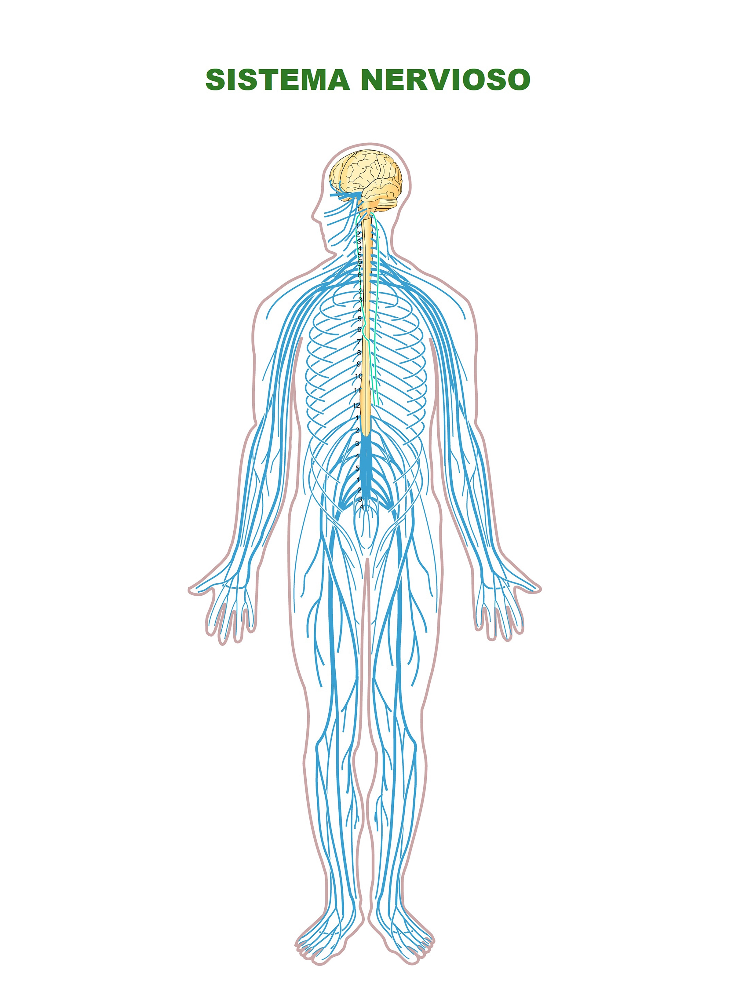 4218-nervoussystemdiagramunlabeled-17545971600059.jpg