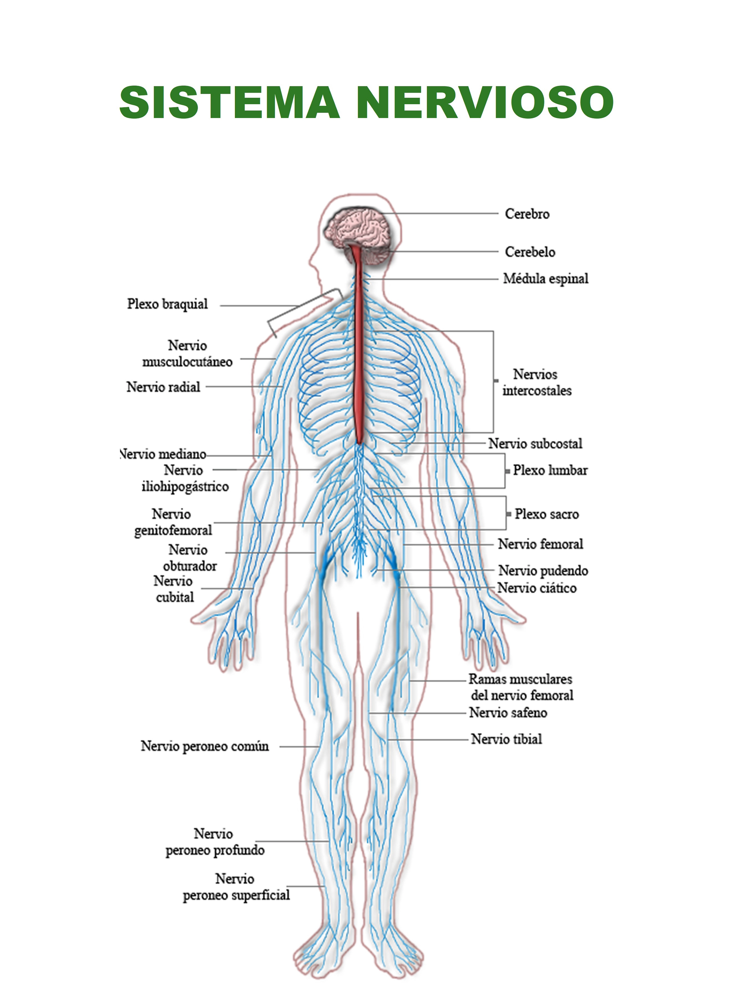 4219-nervoussystemdiagram-es-17545971721465.jpg