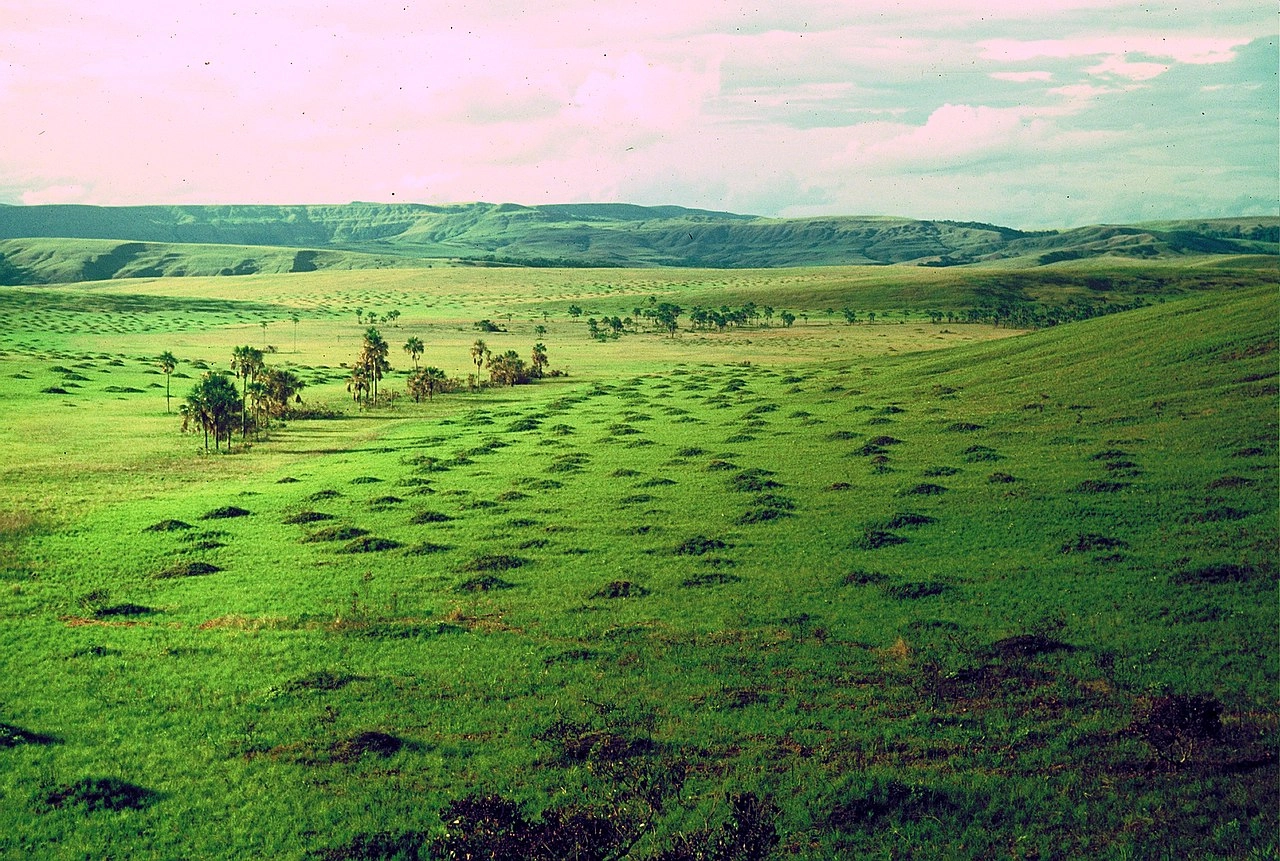 4700-termiterosgransabana-17570301706029.jpg