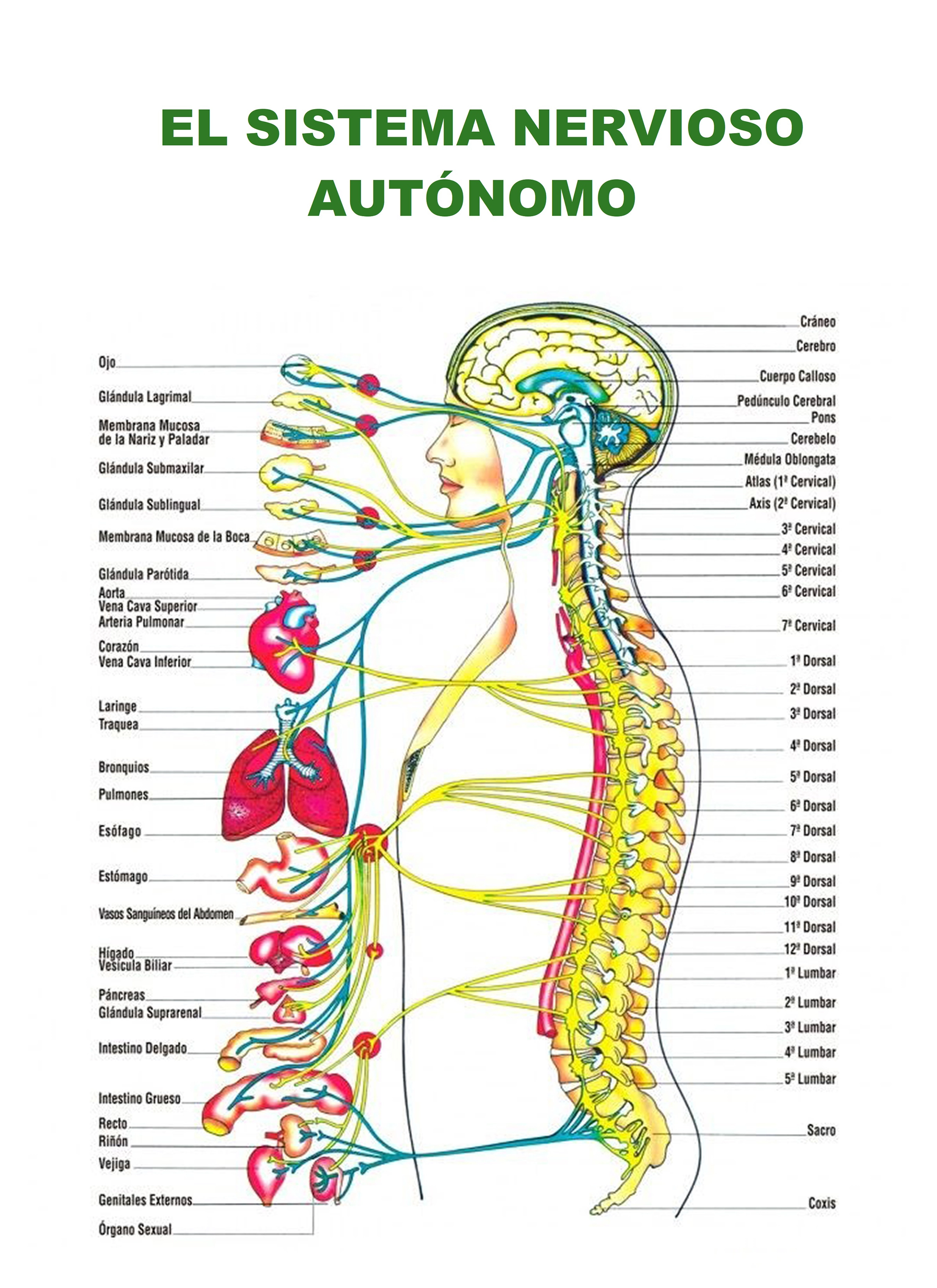 6548-sistema-nervioso-autonomo-01-17545971349318.jpg