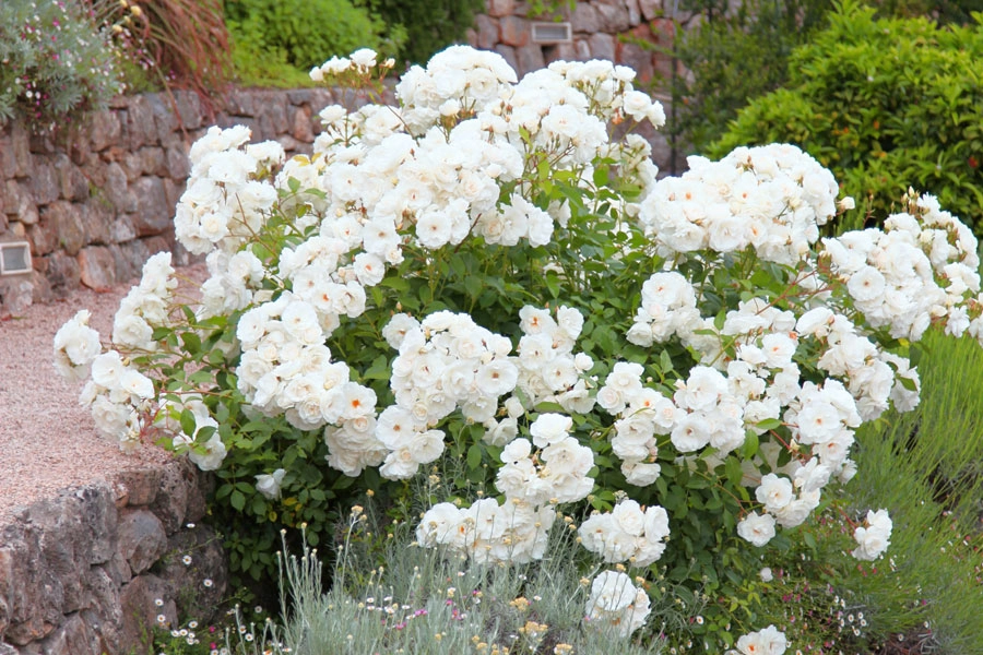6977-jardin-des-plantes-17898765206389.jpg