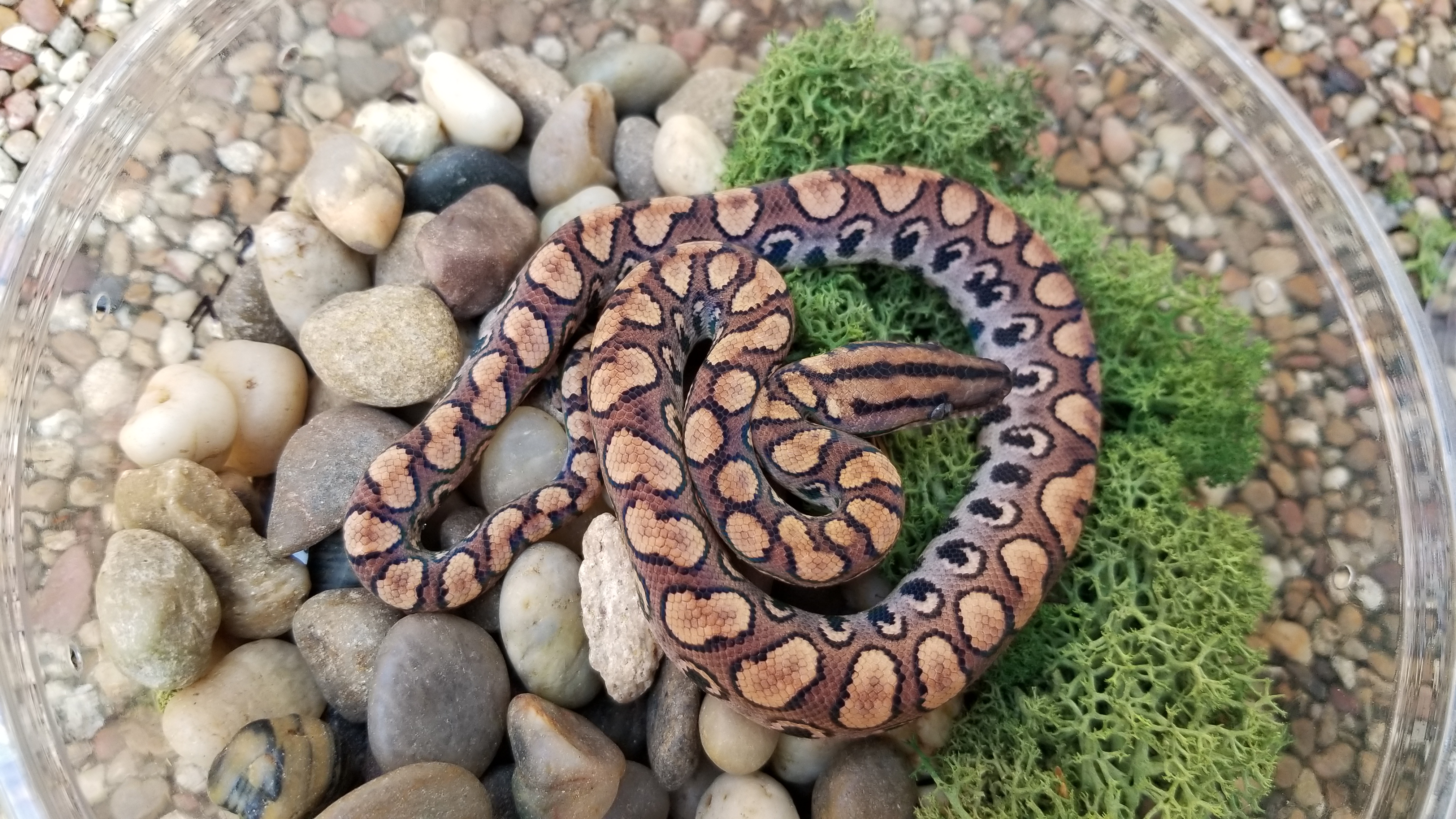 1088-baby-brazilian-rainbow-boa.jpg