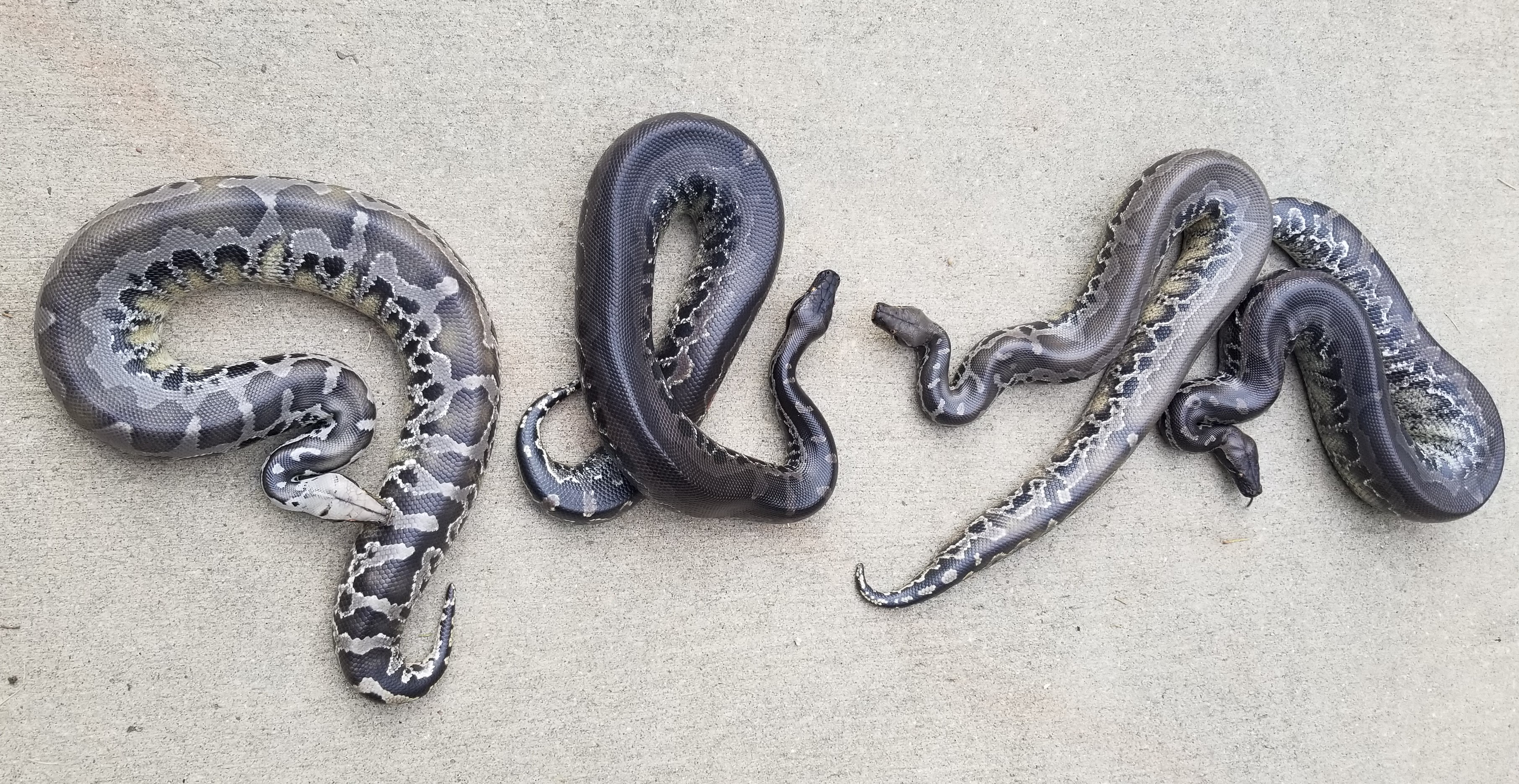 The Clutch Grown up in 2021 1237-20211007153607.jpg