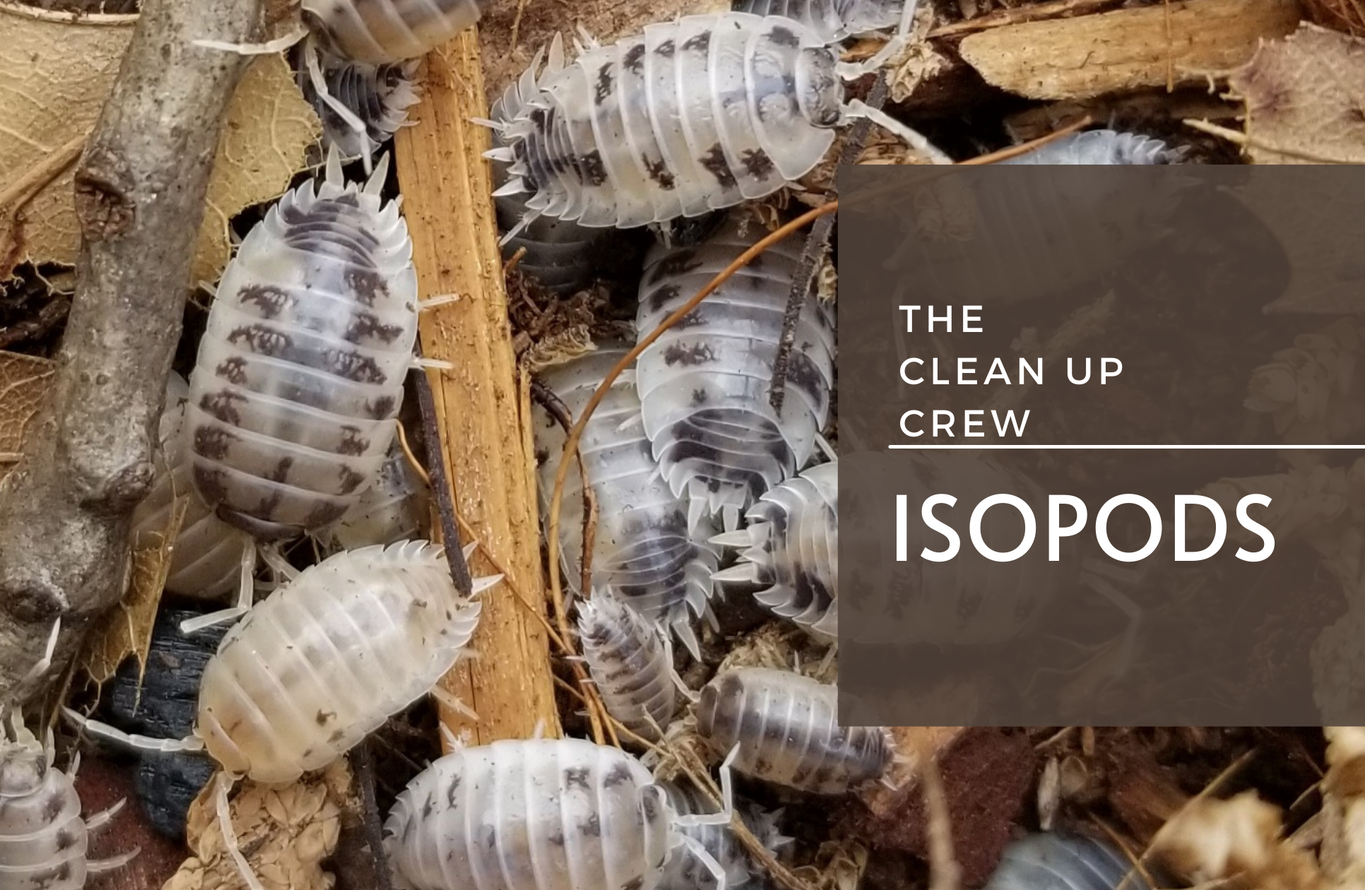1490193212601063-isopods-16288676021001.png