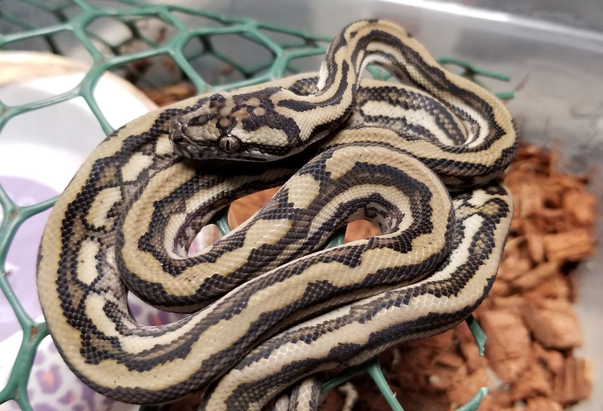 r517-babytigercarpet.jpg