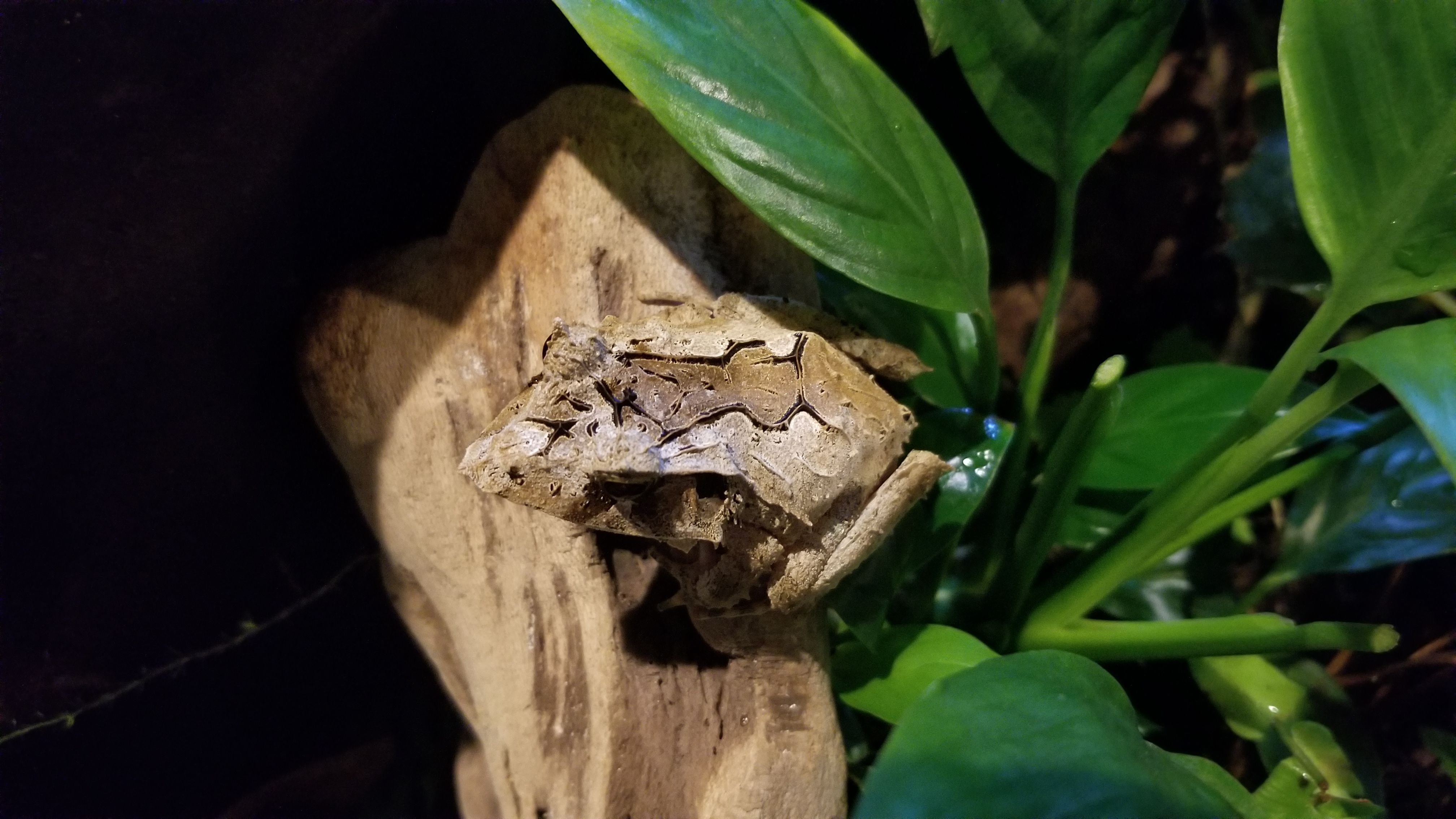 Solomon Island Leaf Frog, Online Learning Center