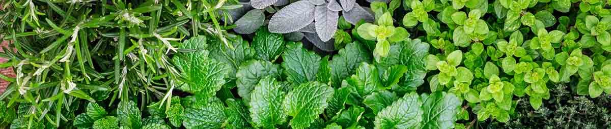 001200254569-grow-your-own-herbs-fb.jpg