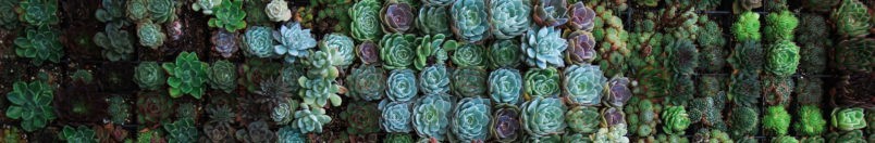 00804132429-why-gardening-is-good-for-the-soul-2-804x452-15930570481672.jpg