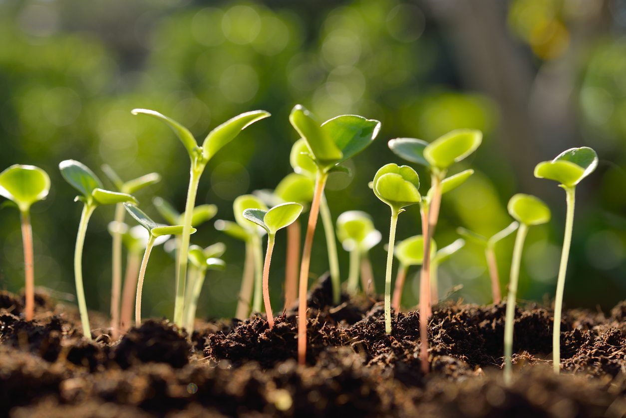 408-zone-7-seeds.jpg
