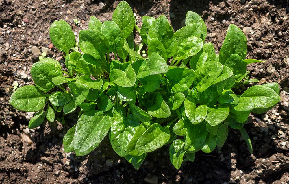 425-growingspinach-1000-0-1519138802.jpg