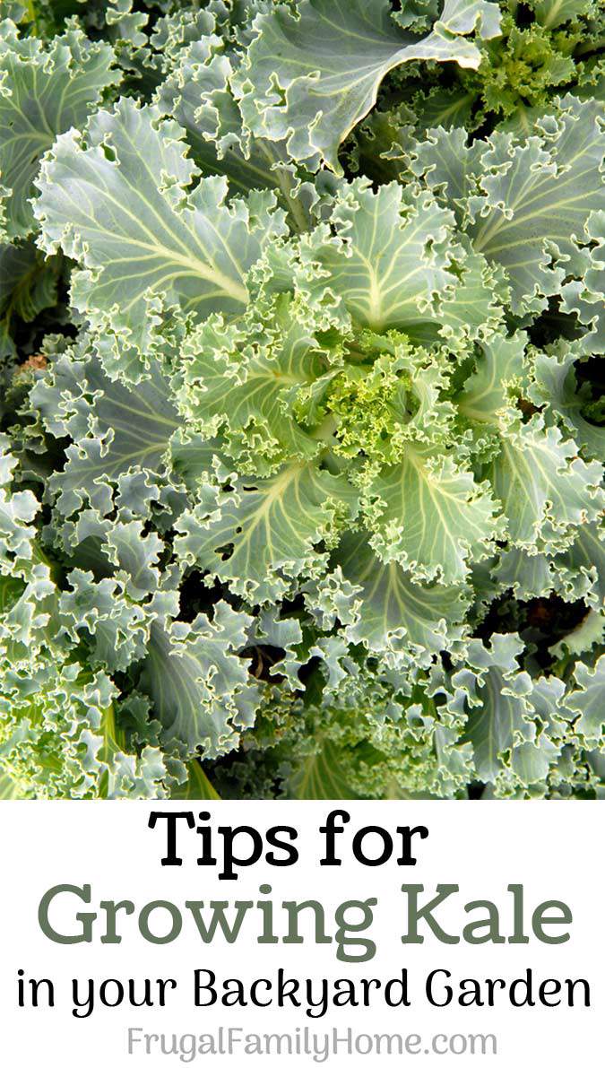 533-tips-for-growing-kale-banner-.jpg