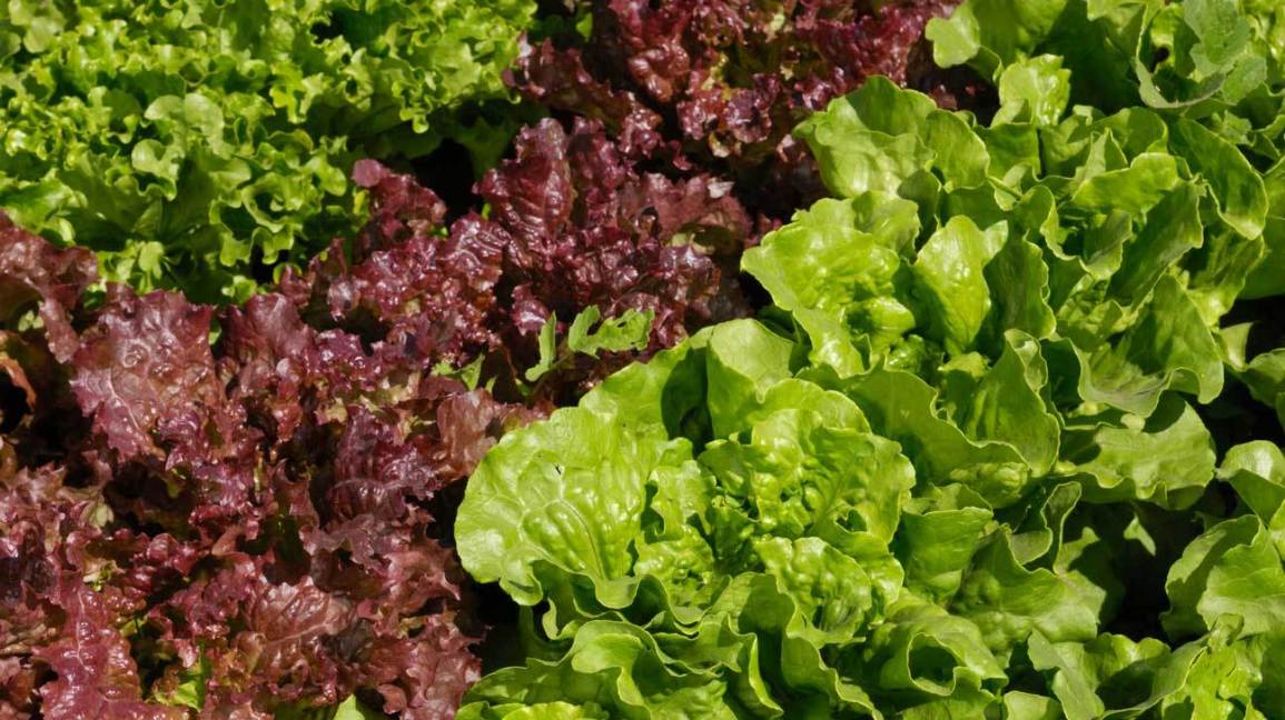 538-red-leaf-lettuce-1296x728-feature.jpg