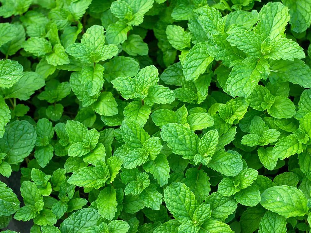 572-wild-mint-leaves-and-mint-plants.jpg