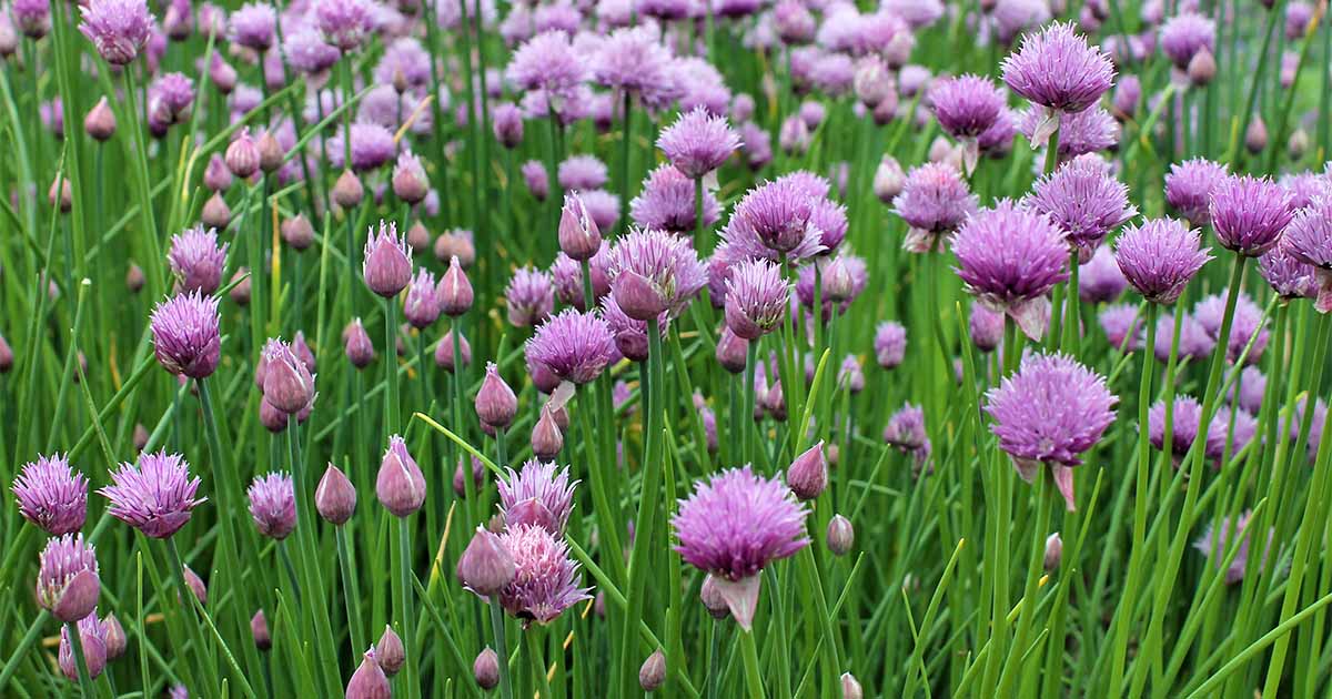 584-the-best-tips-for-growing-chives-in-the-herb-garden.jpg