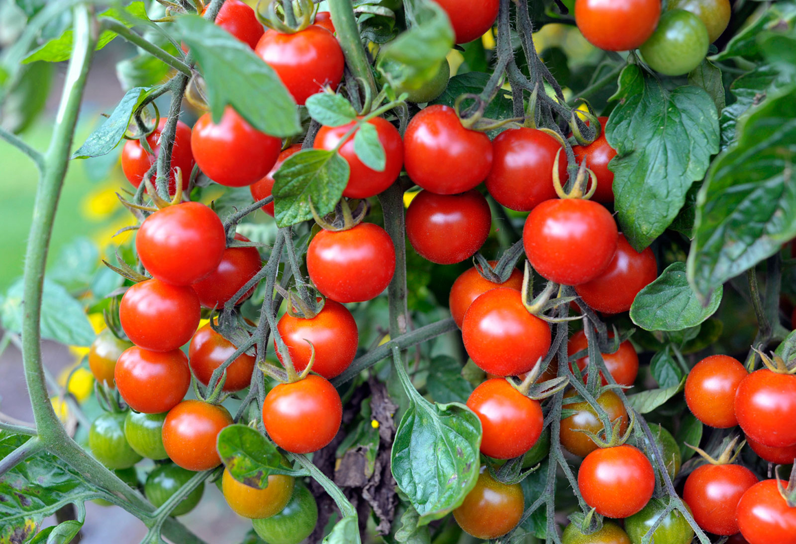 590-cherry-tomatoes-1.jpg