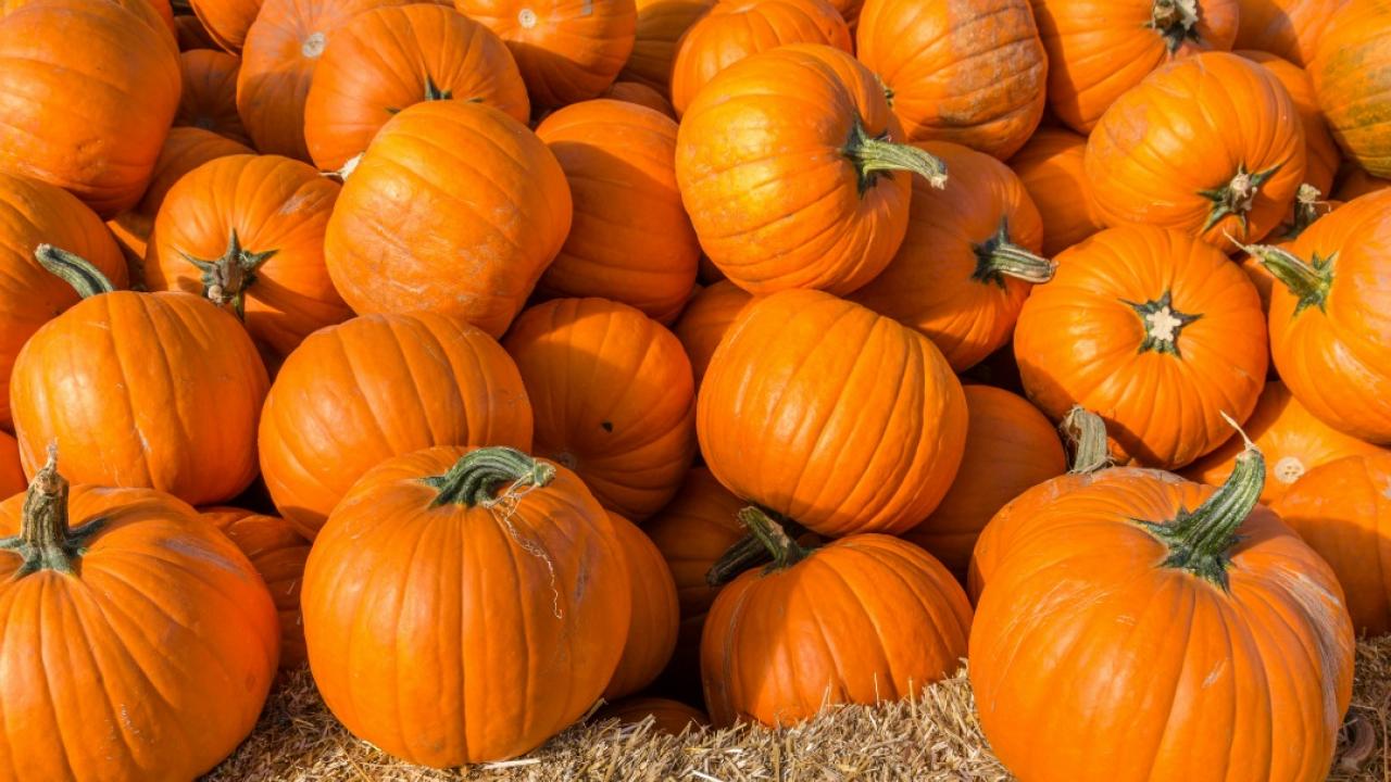 602-pumpkins.jpg