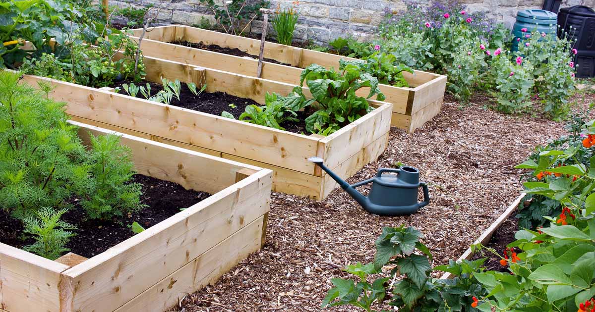 673-the-benefits-of-raised-beds.jpg