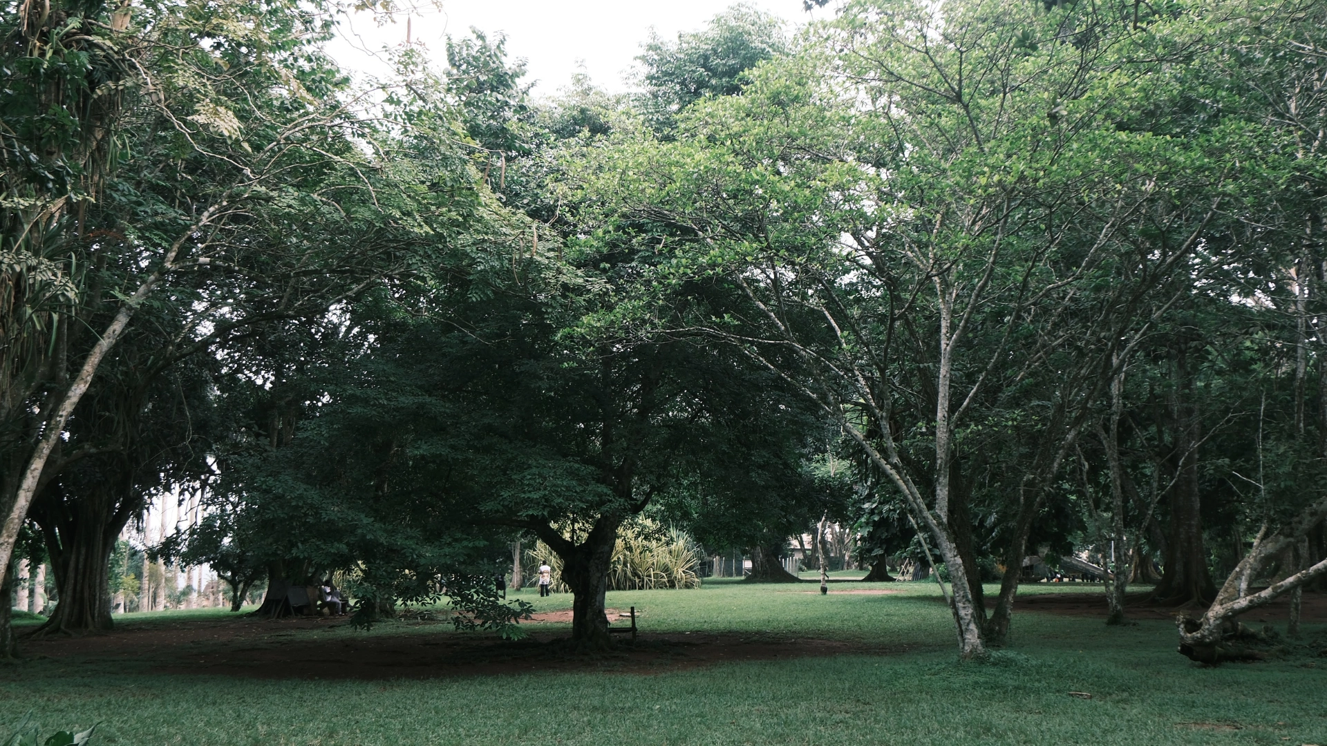 Investing in Nature-Based Solutions for Climate Resilience in Nigeria