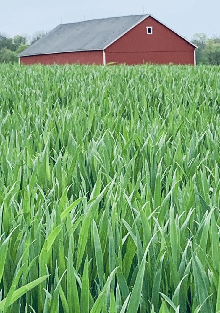 r112-old-barn-17066407599138.jpeg