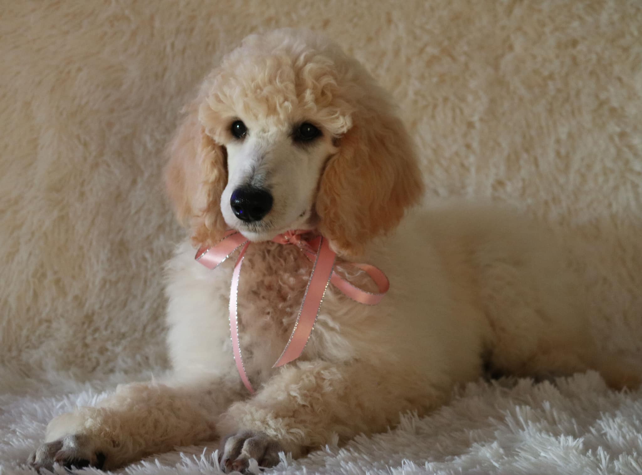 r131-pearl-13-weeks-old-17550374571997.jpg