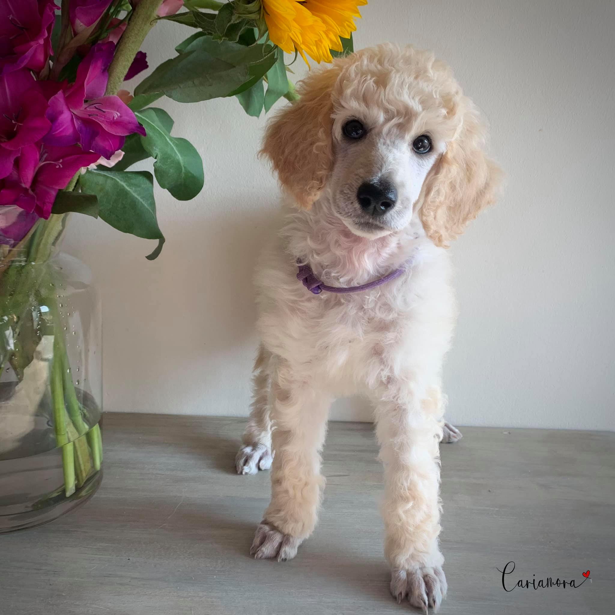 r90-purple-collar-girl-8wks.jpg