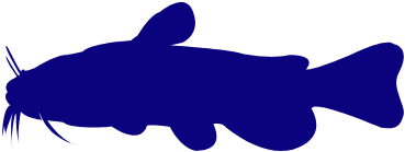 955-catfish.png