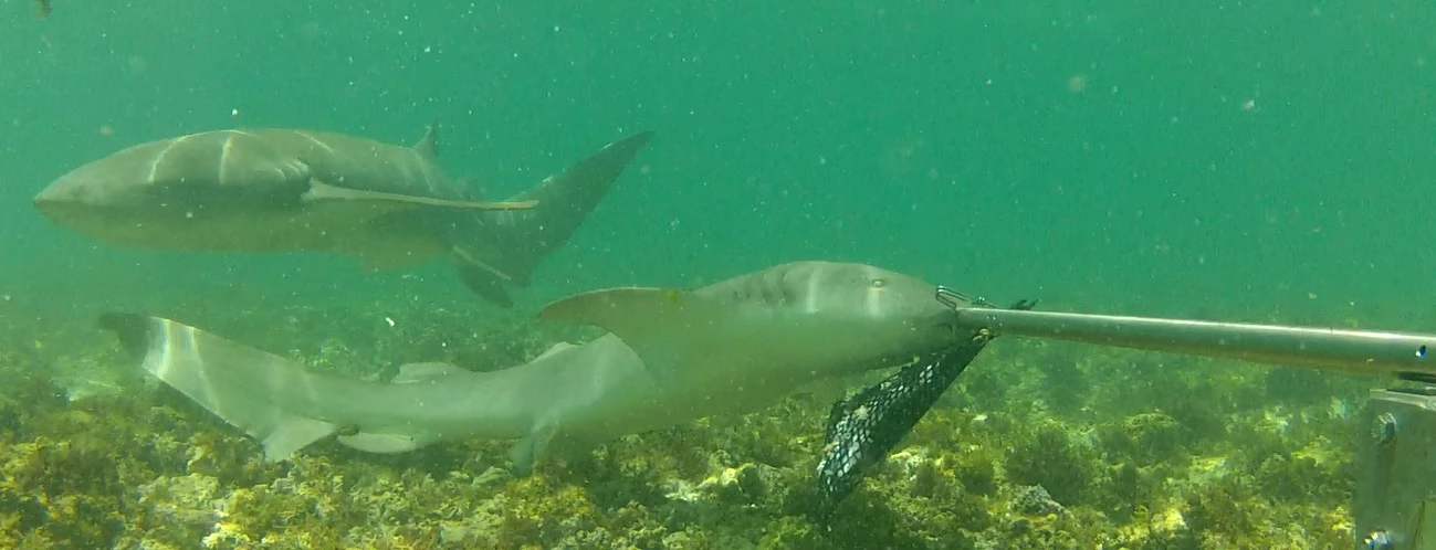 r240-sharkiesningaloo.jpg