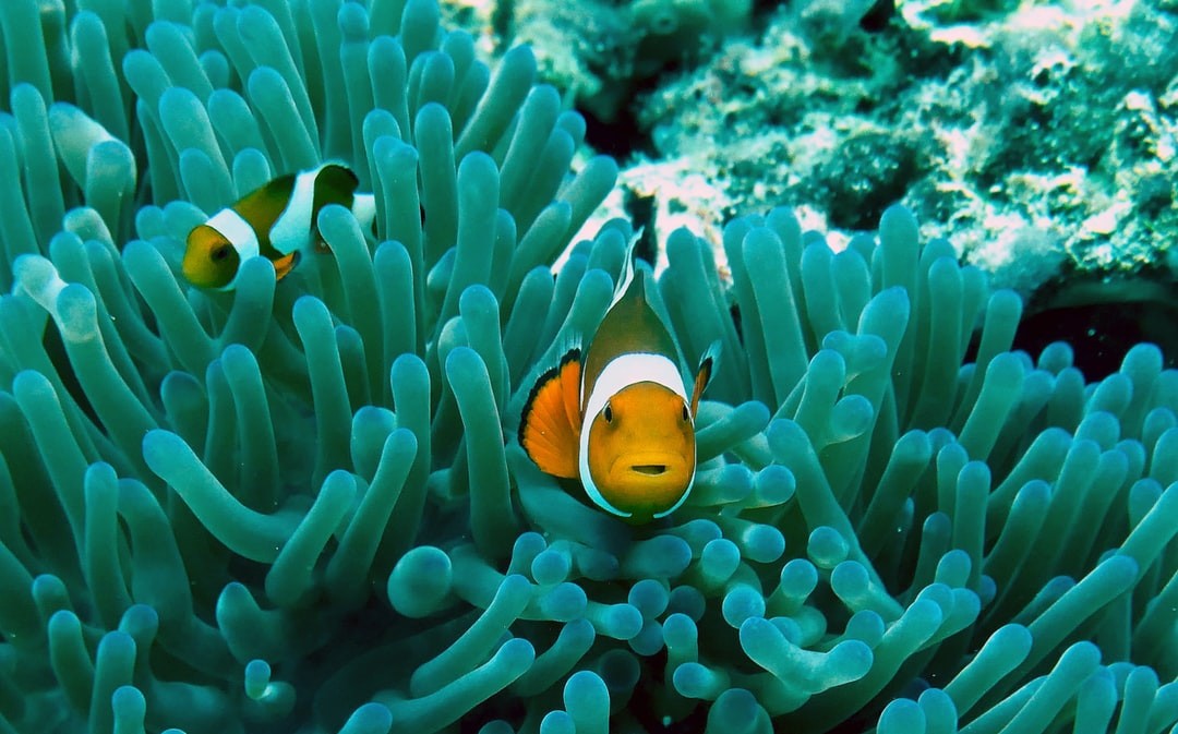 A Brief Examination Of Thomas Newman And Gary Rydstorm's Soundtrack And Foley For Finding Nemo And Finding Dory.