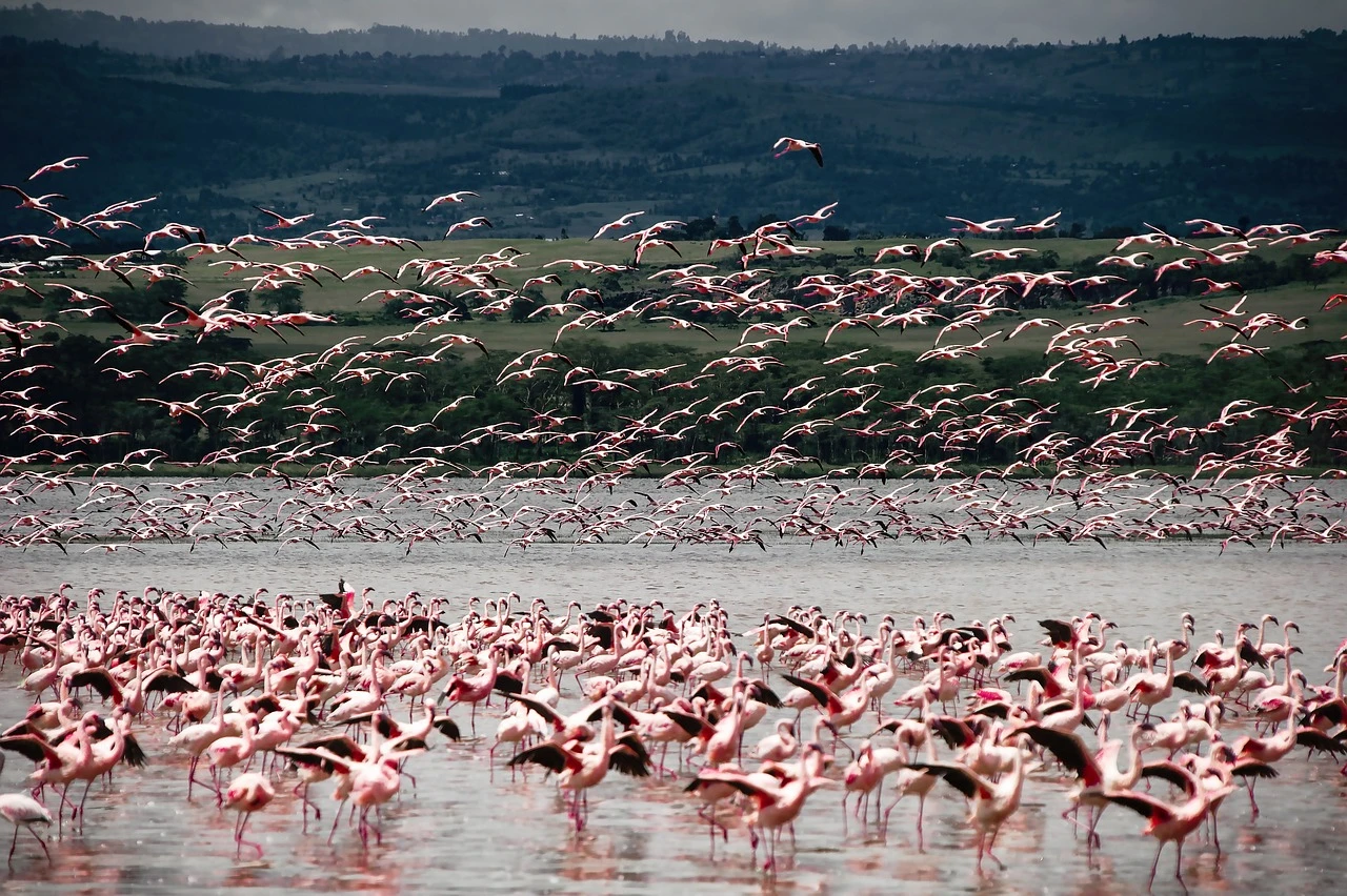 797-birds-46446521280-17176580274799.jpg