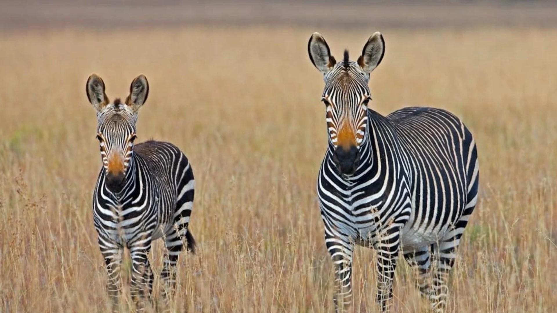 South Africa Digital Nomad Guide