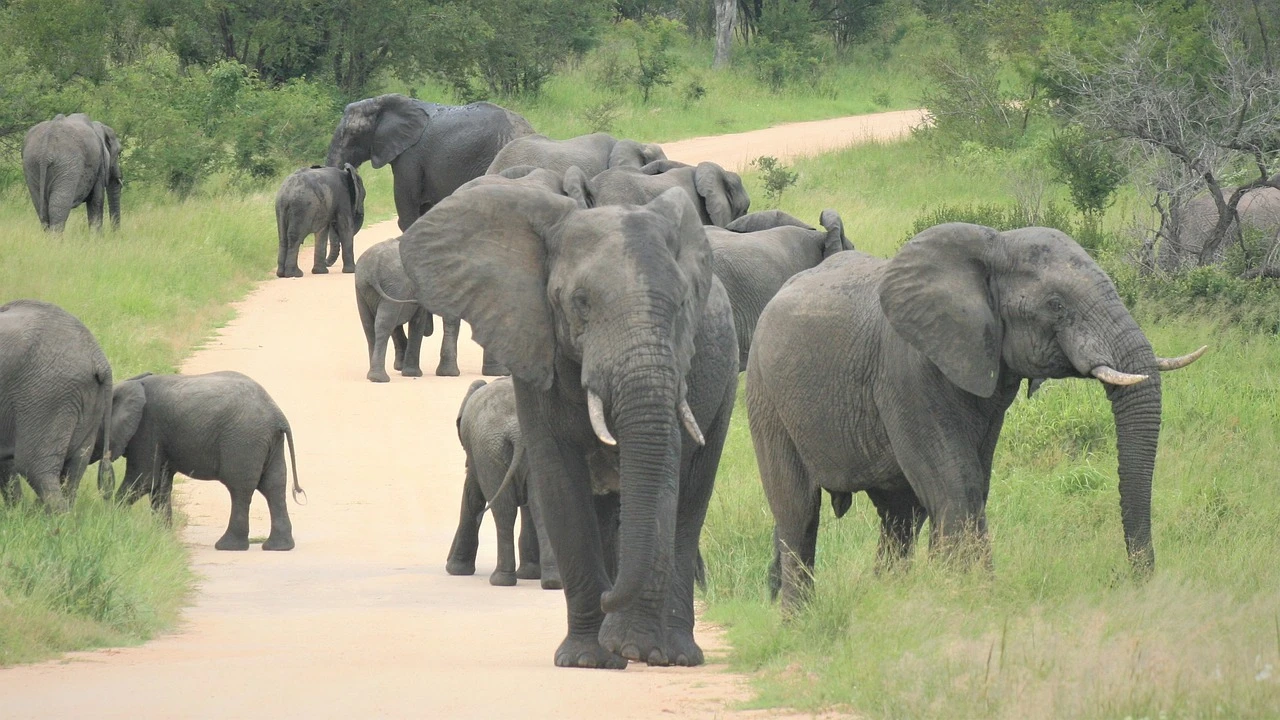 Kruger National Park 