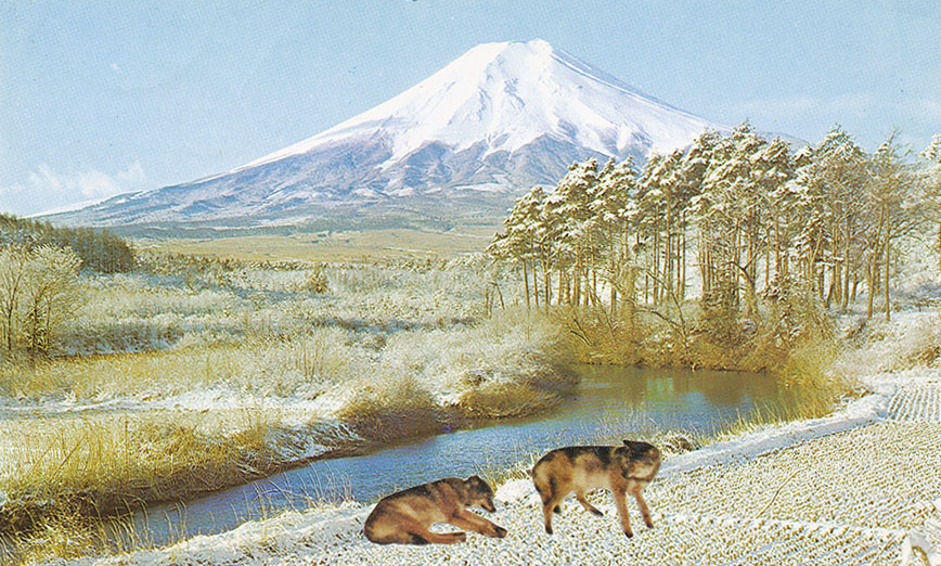 74-fuji-wolves.jpg