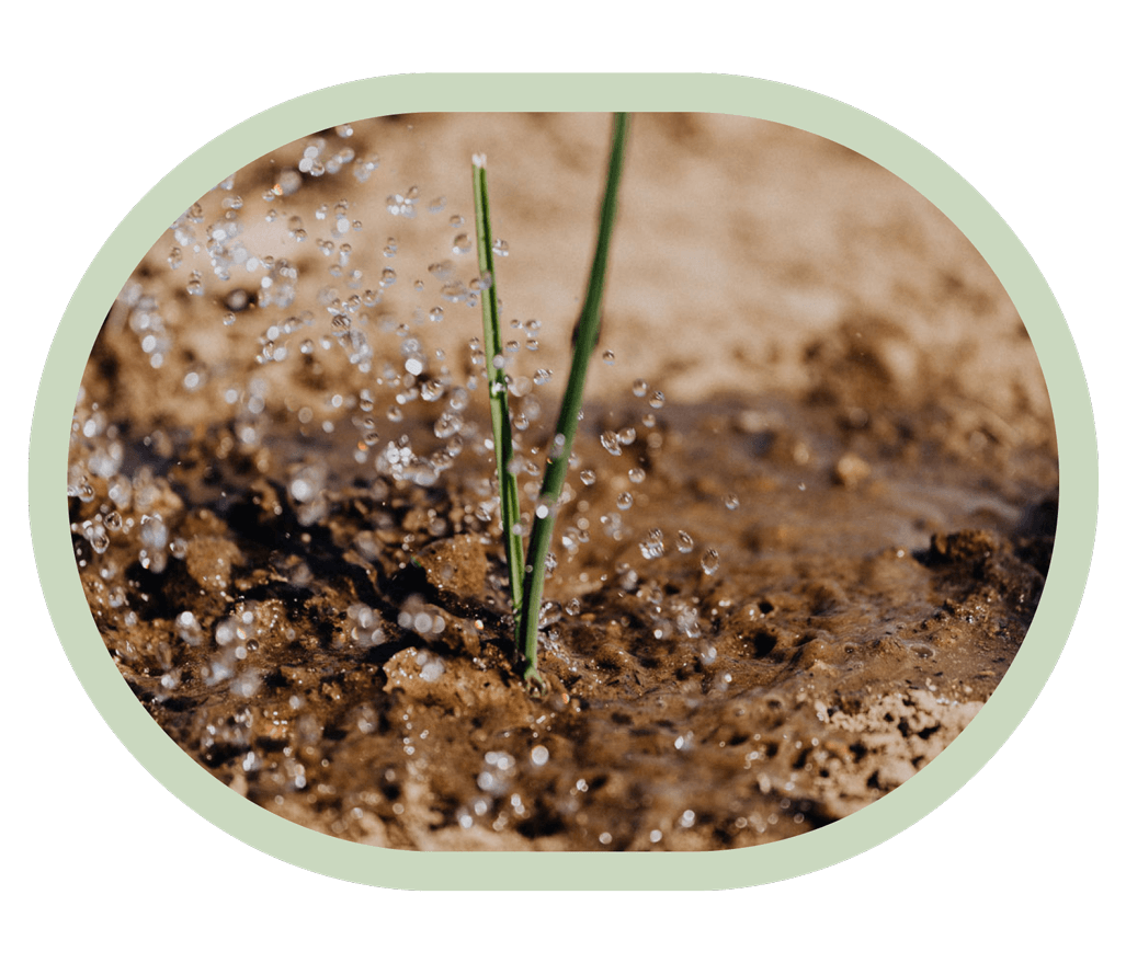 Which Soil Is Best for Plant Growth?