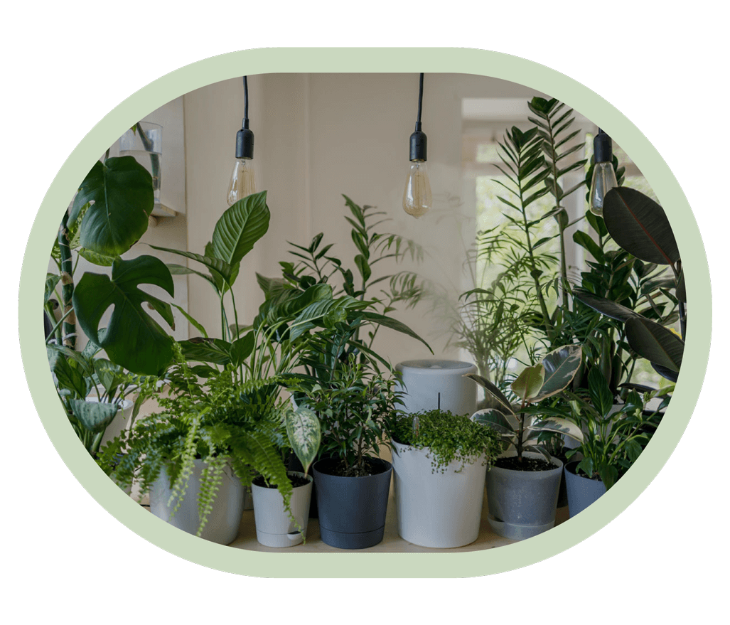 How to Properly Grow Plants: Ultimate Guide!