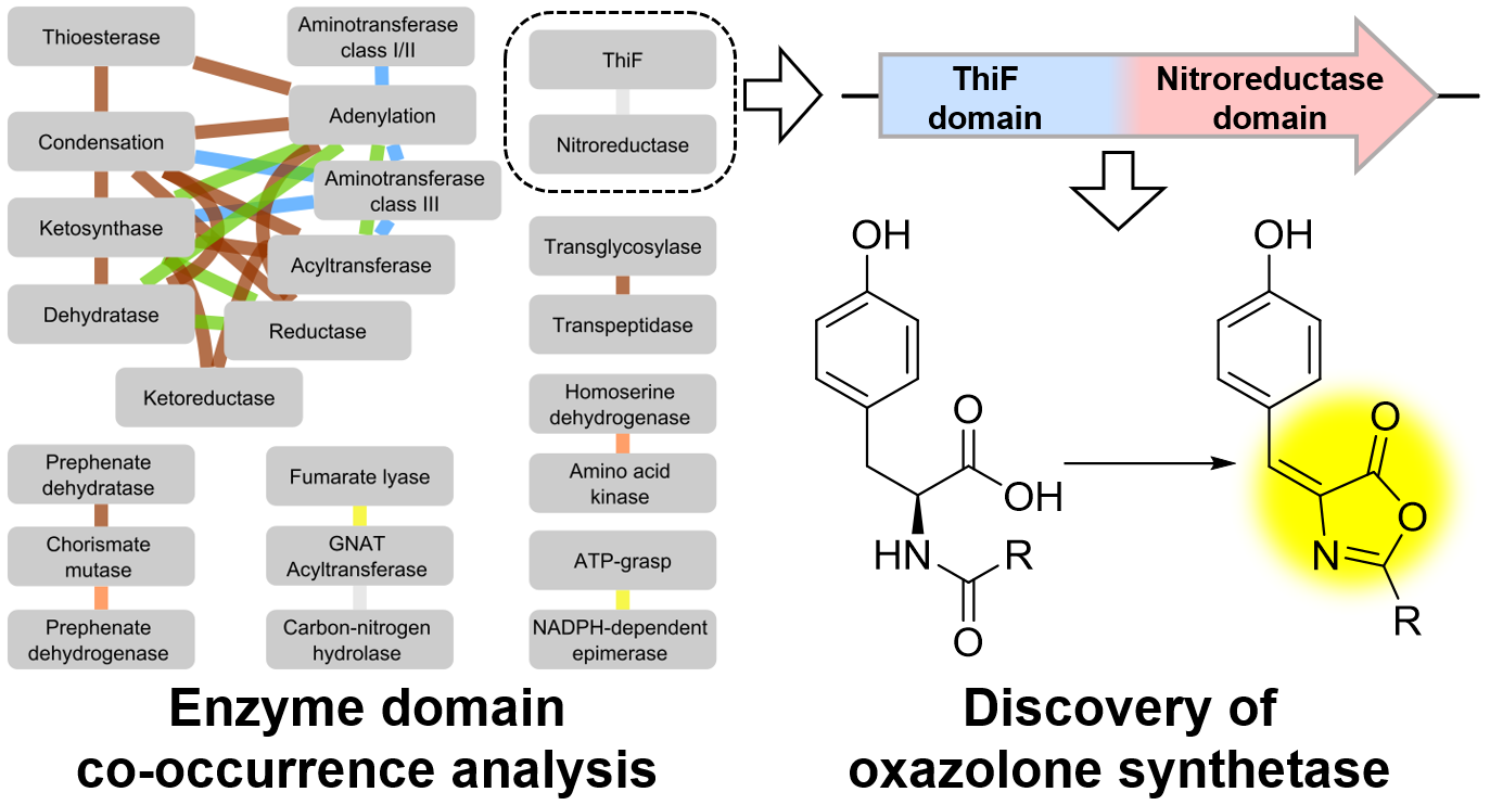 00137374296-coedoxazolone.png